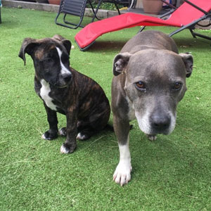 Roko and Lily Roko and Lily